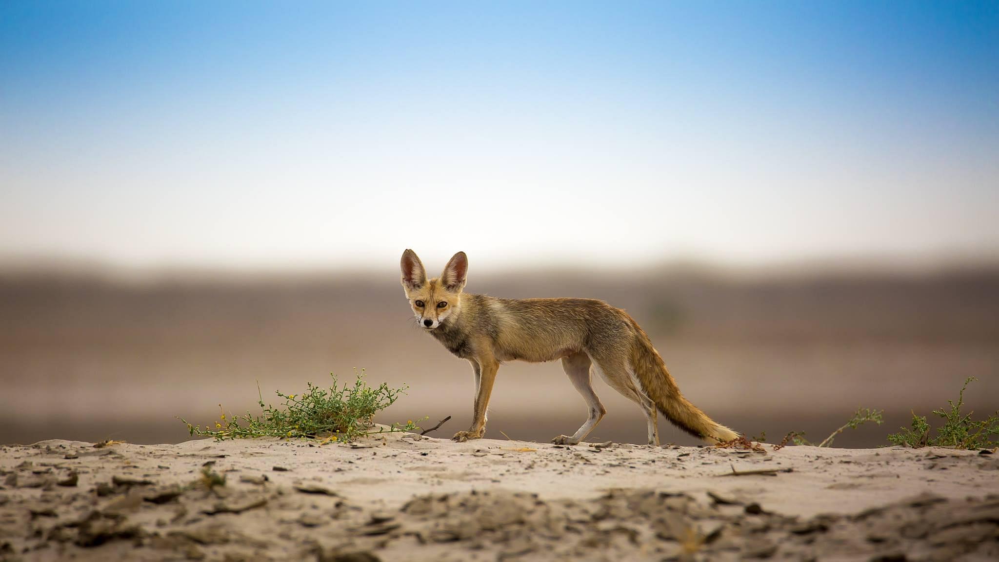 Red Fox: Scientific Name, Taxonomy & Species