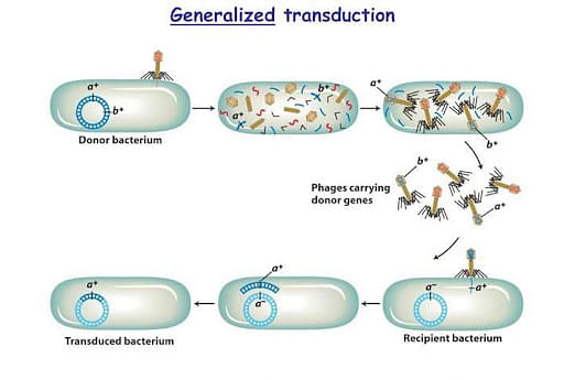 generalized transduction in bacteria