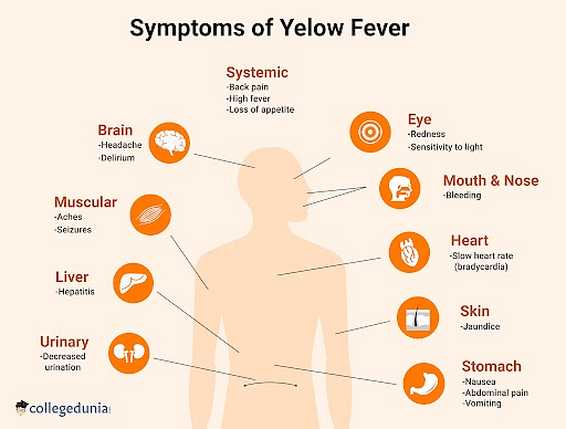 Yellow Fever Symptoms Diagnosis Prevention And Treatment