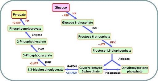 glycolysis pathway