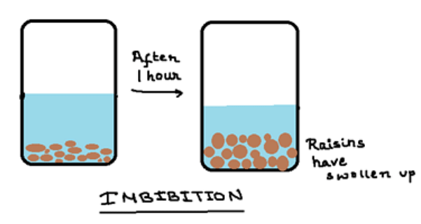 imbibition experiment with raisins