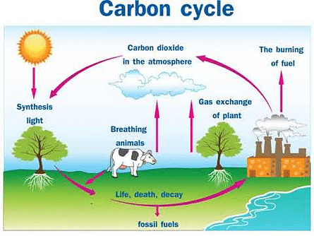 Carbon Cycle: Importance, Process & Diagram