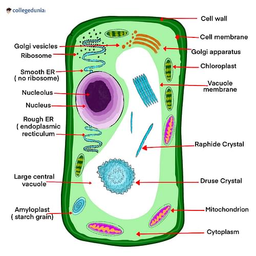 animal cell labeled project