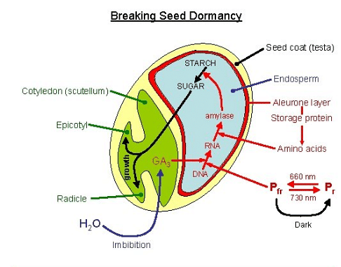 17+ Diagram Of The Seed