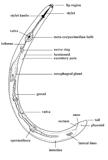 Phylum Nematoda-Characteristics And Classification of Nematodes