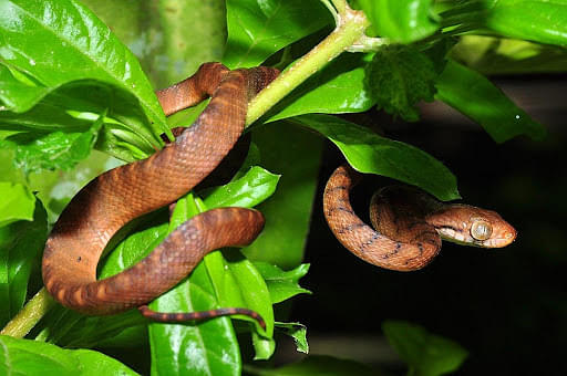 scientific-name-for-brown-tree-snake