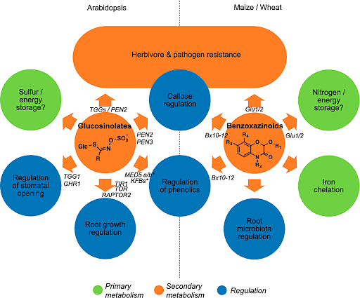 Types of Metabolites