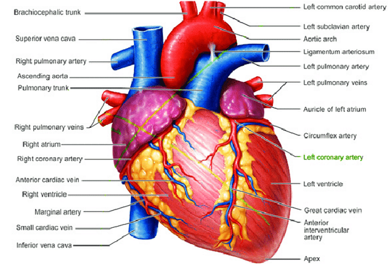 Buy Heart Diagram Art Online In India - Etsy India