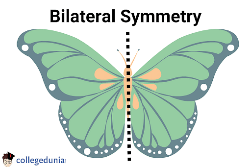 bilateral symmetry art
