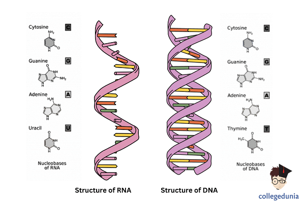 Molecular Basis of Inheritance: DNA, RNA & Genetic Code