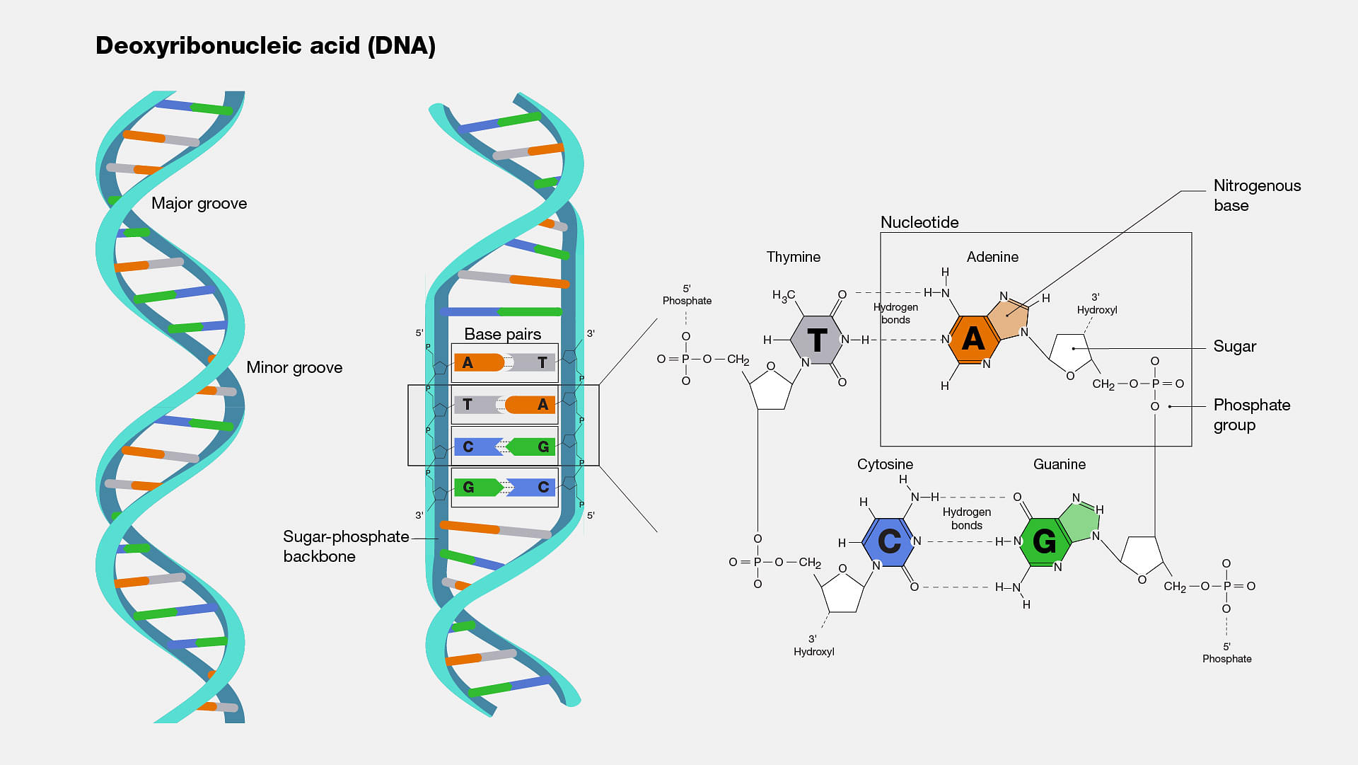 Молекула РНК. DNA Bases. Здание ДНК. Молекула ДНК И РНК.