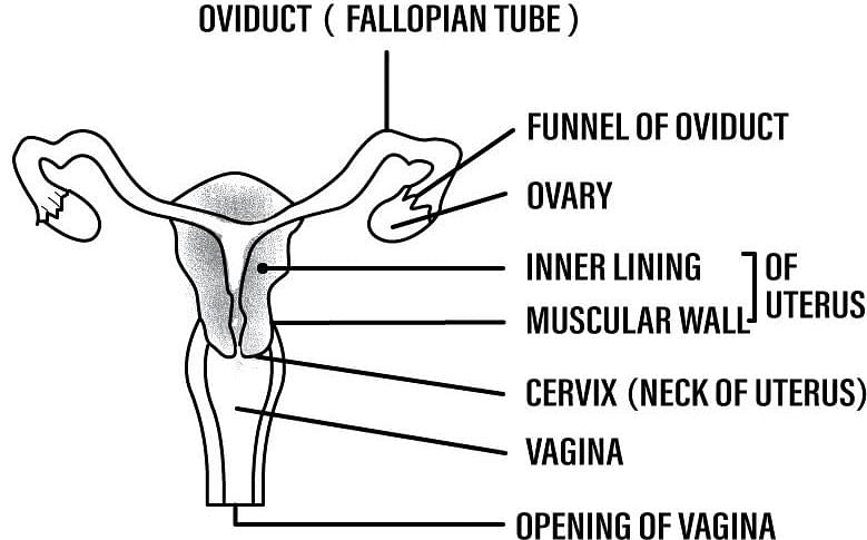 Only A Gynecologist Can Get 11/11 On This Female Reproductive Parts Quiz