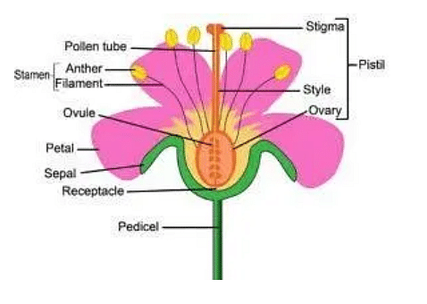 Corolla of Flower: Meaning, Variations, and Functions of Corolla