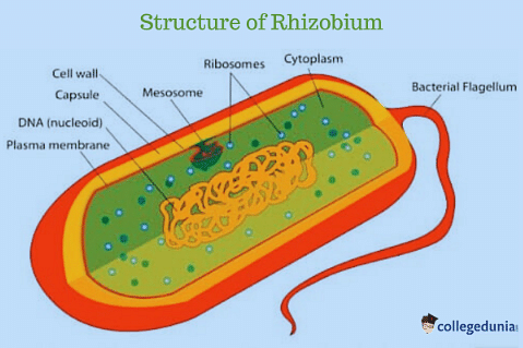 Rhizobium: Structure, Classification and Nitrogen Fixation