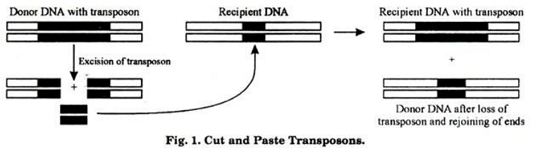 Transposons: Types, Examples and Significance