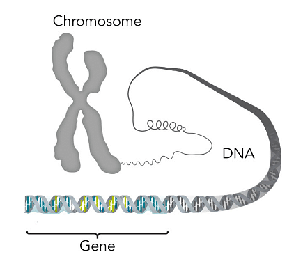 Difference between Genomic DNA and Plasmid DNA