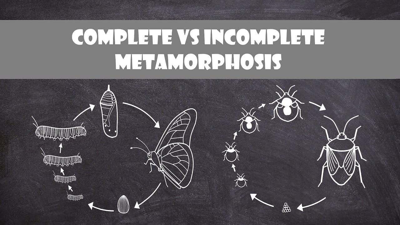 difference-between-larva-and-pupa-metamorphosis-in-insects