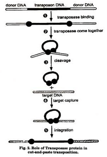Transposons: Types, Examples and Significance
