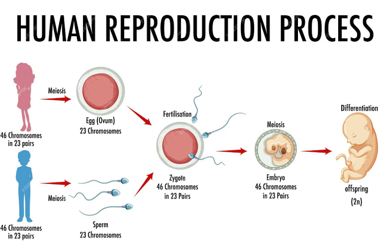Human Reproduction 5352