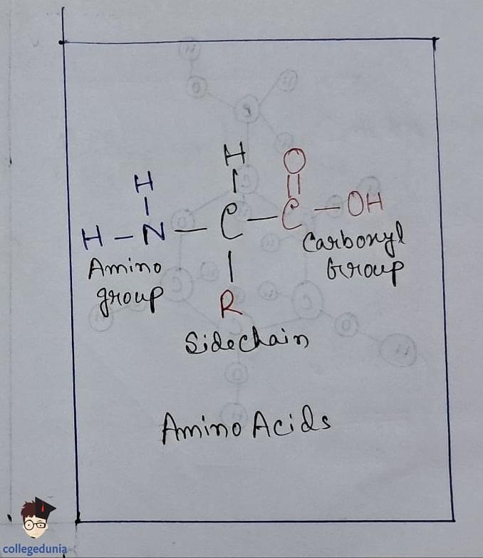 Amino Acids