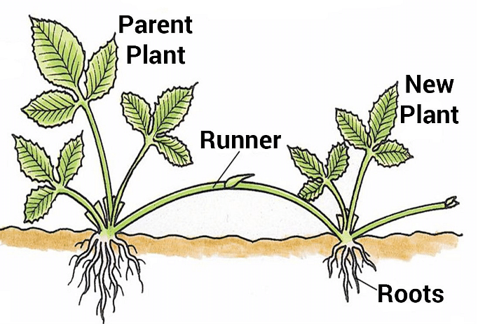 modified stem of a plant examples