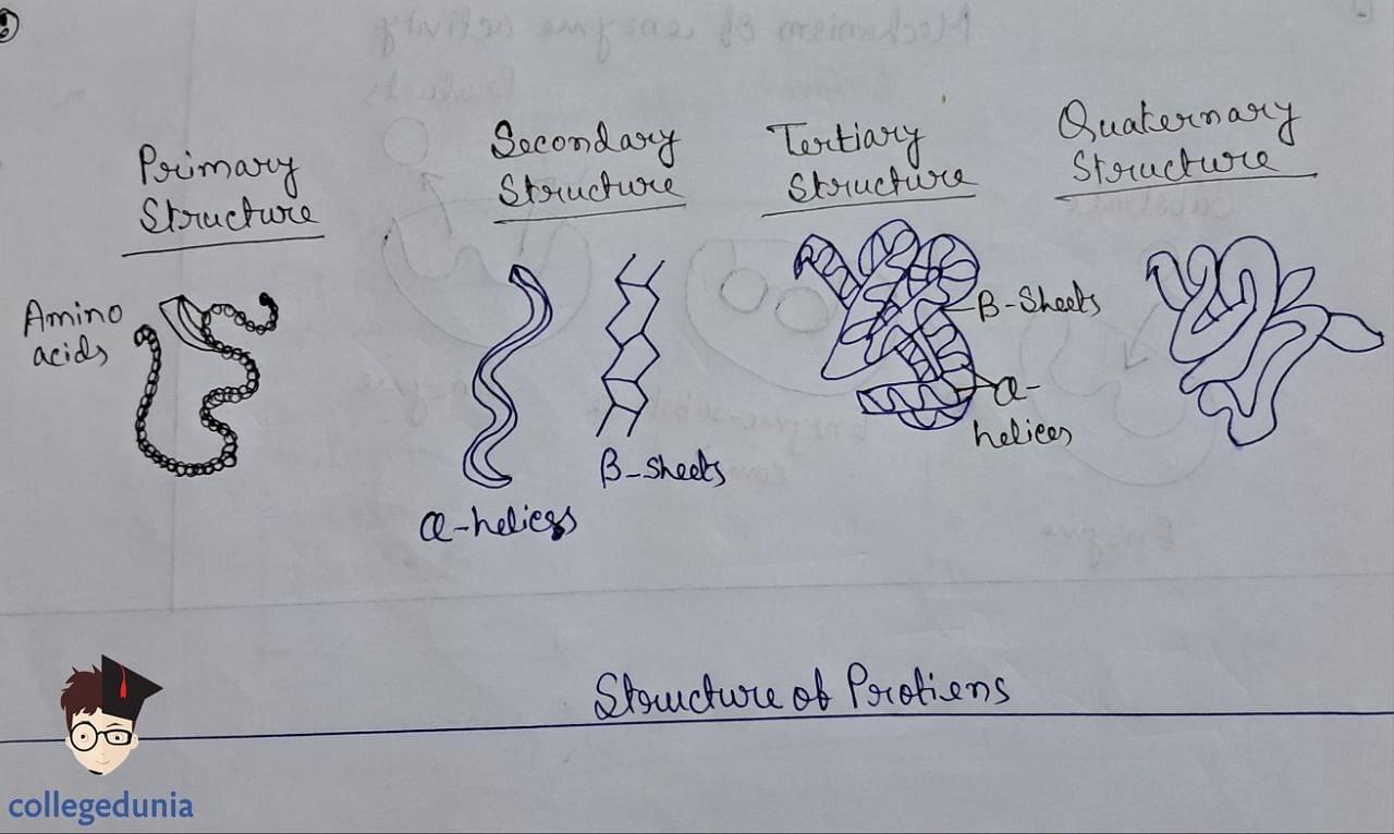 Structure of Proteins