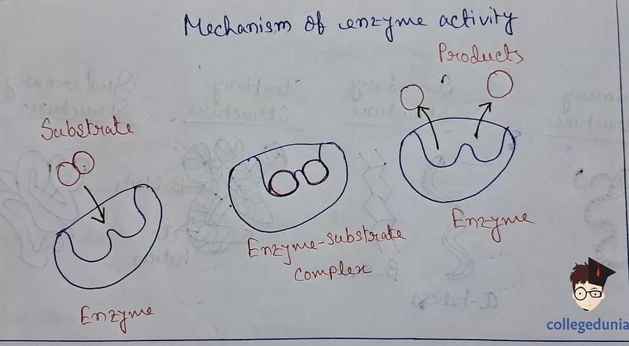 Enzymes