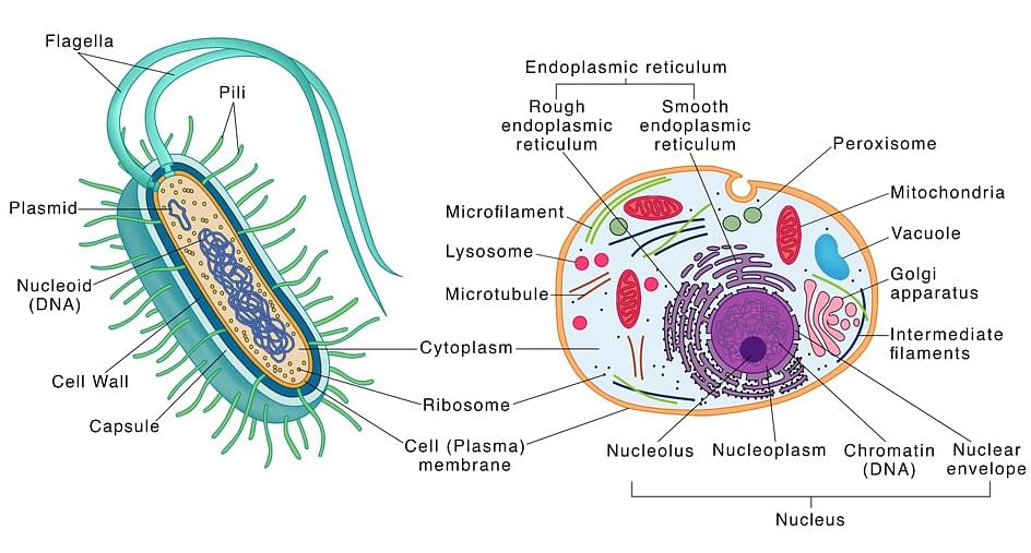 Fundamental Unit of Life: Cells, Classification & Cell Organelles