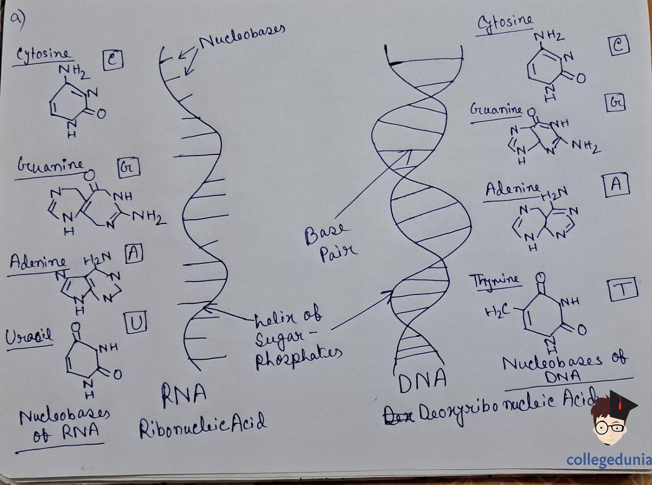 Nucleic Acid