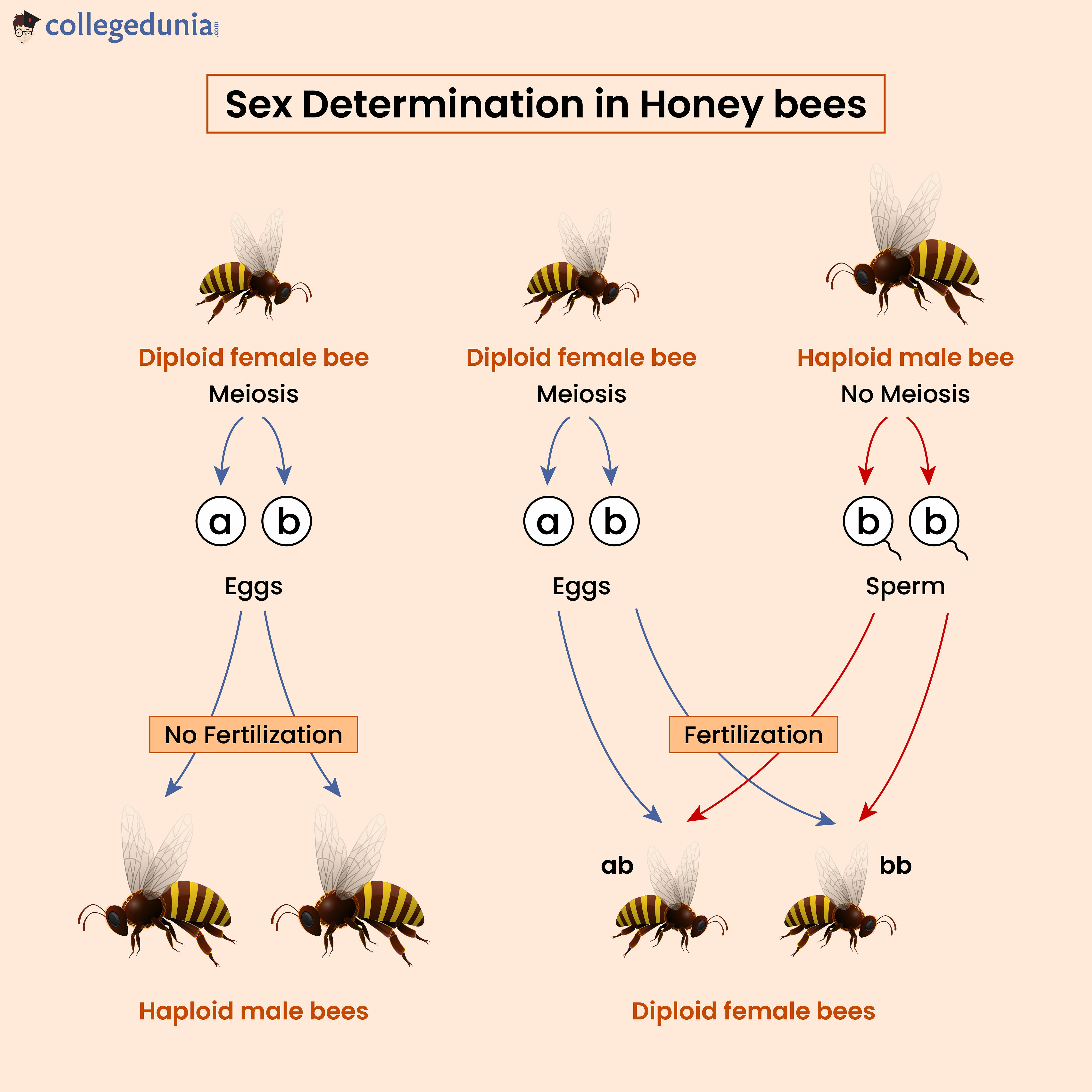 Sex Determination in Honey Bee: Features and Mechanism