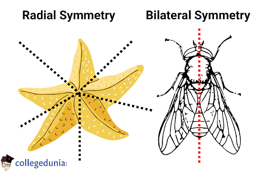 biradial symmetry