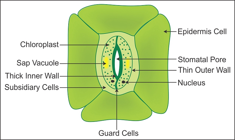 Устье растений. Устьица у растений это. Stomata Guard Cells. Stoma in Guard Cell. Stomata structure.