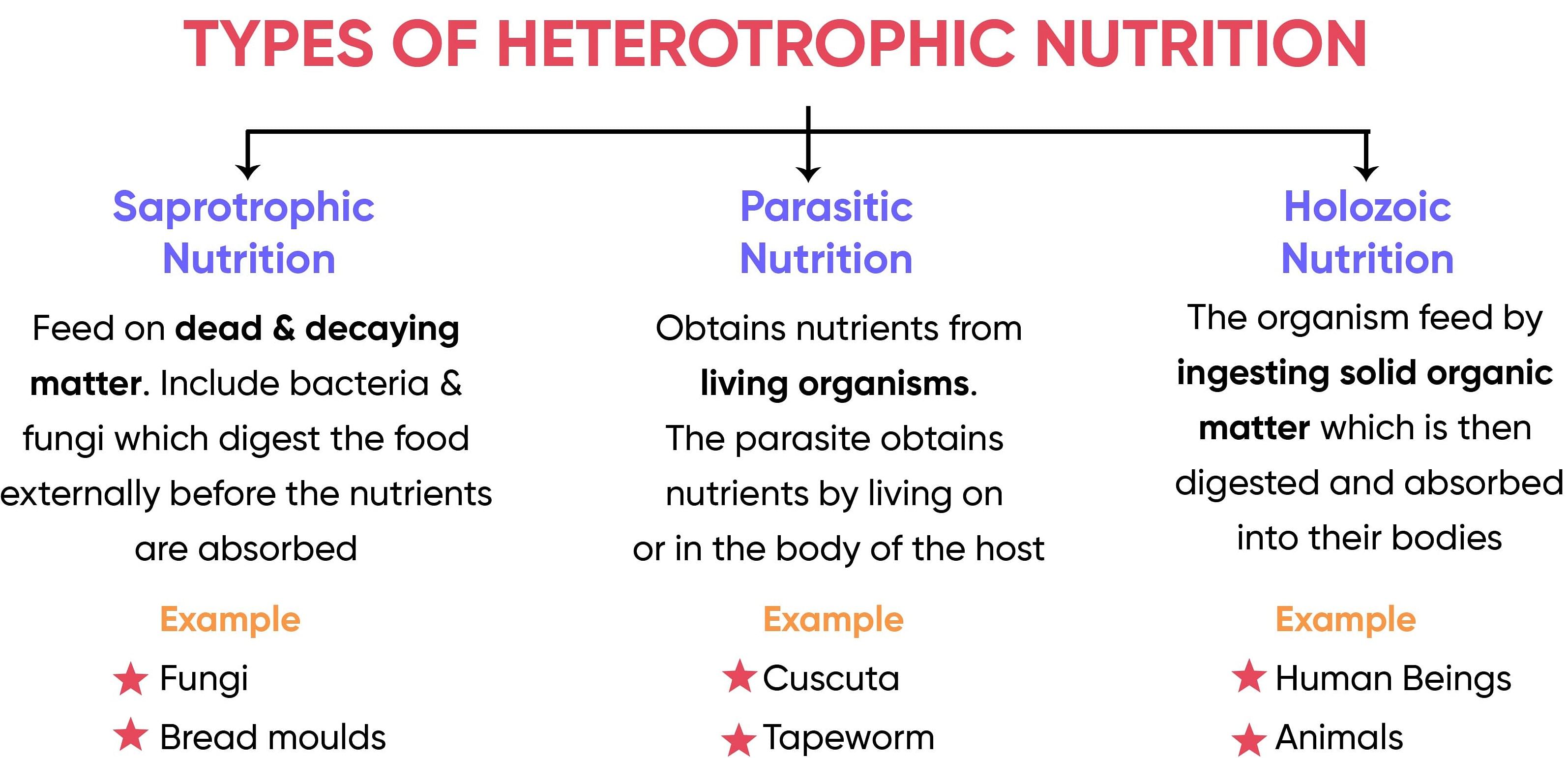 hypothesis nutrition definition