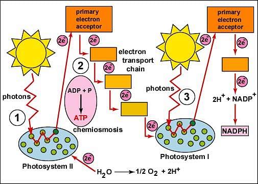 Photosynthesis