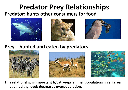 predation animals