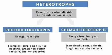 heterotroph examples
