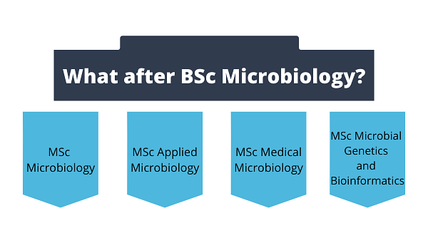 What after BSc in Microbiology