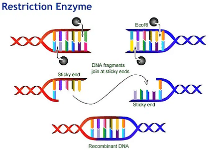 Restriction Enzymes: Definition, Types, Application
