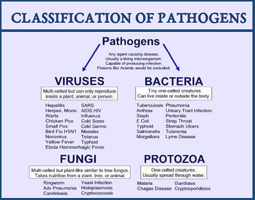 harmful microorganisms with names