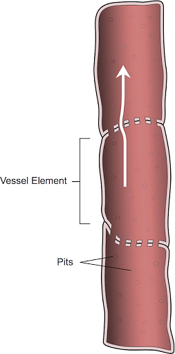 tracheids and vessel elements cross section
