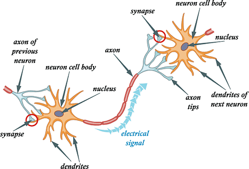 Conduction of Nerve Impulse: Action and Resting Potential