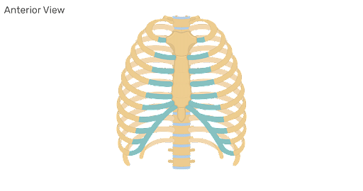 Rib Cage: Functions, Structure & Classification