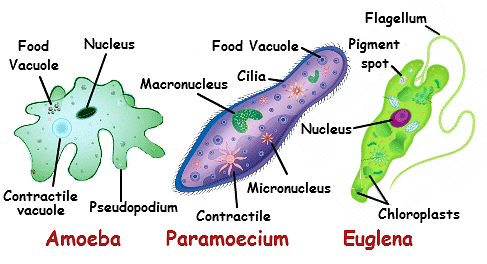 Unicellular Organisms: Types, Characteristics, Examples