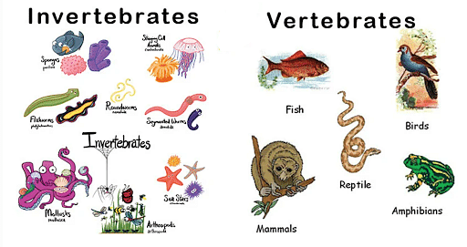 Difference Between Vertebrates and Invertebrates: Definition, Examples