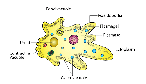 protozoa types