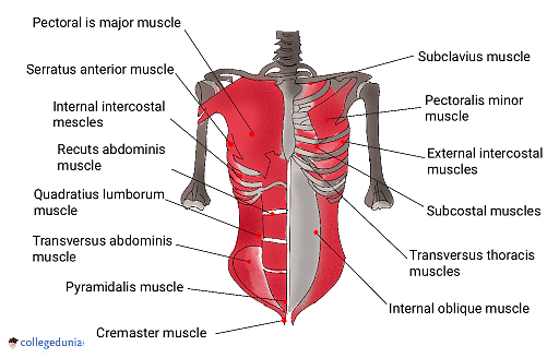 pyramidalis muscle function