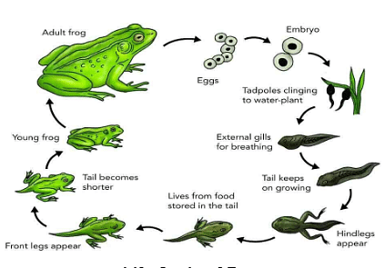 diagram amphibia