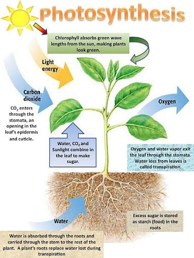 Photosynthesis Process