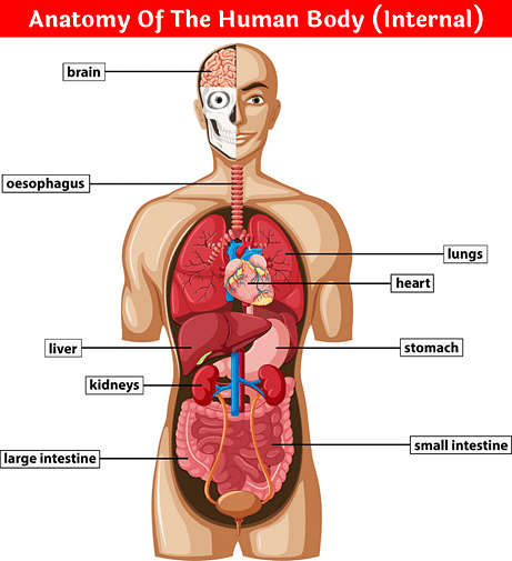 Human Body - Anatomy & Physiology