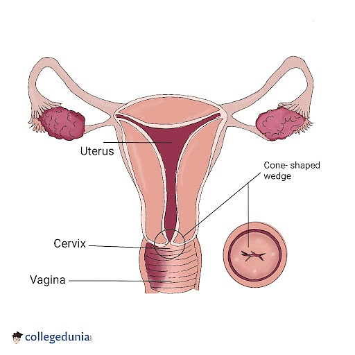 Cervix Anatomy Functions Problems